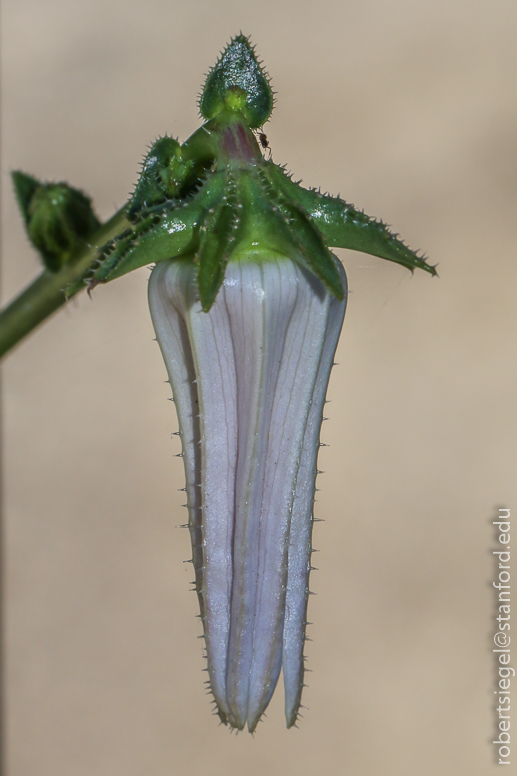 michauxia bellflower